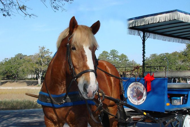 #1 Historical Horse Drawn Carriage Tour - Guides, horses, and the small-group advantage that changes the tour
