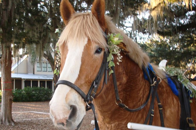 #1 Historical Horse Drawn Carriage Tour - Stop by the church story and the graveyard viewed from the carriage