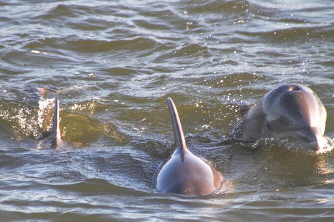 2-Hour Dolphin and Nature Eco Tour from Orange Beach - Wildlife Spotting You Can Actually Track During the Trip