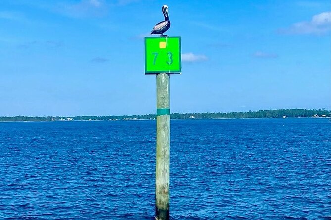 2-Hour Dolphin and Nature Eco Tour from Orange Beach - The Captain and Crew Energy: Friendly, Interactive, and Kept on a Tight Schedule
