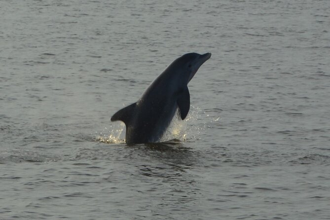 2-Hour Dolphin and Nature Eco Tour from Orange Beach - Logistics That Affect Comfort: Group Size, Strollers, and Timing