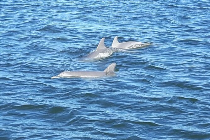 2-Hour Dolphin and Nature Eco Tour from Orange Beach - Who This Tour Suits Best in Your Alabama Plan