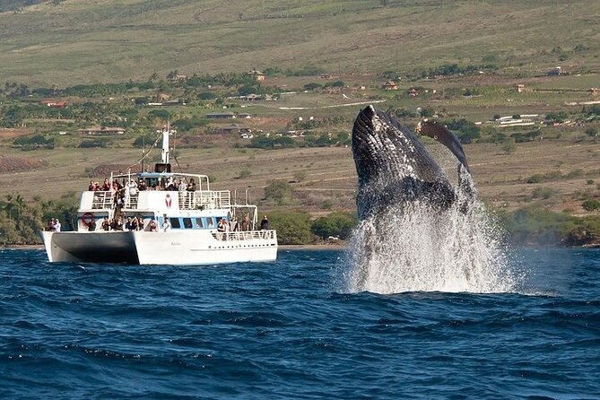 2-Hour Oahu Whale Watch from Ala Wai Harbor, Waikiki - Key things I’d prioritize before you go