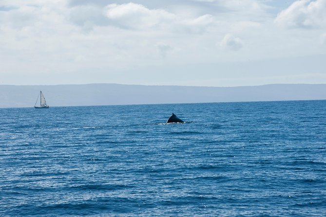 2-Hour Oahu Whale Watch from Ala Wai Harbor, Waikiki - The itinerary that keeps the trip from feeling like one long stare