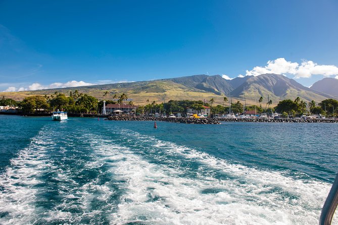 2-Hour Oahu Whale Watch from Ala Wai Harbor, Waikiki - Spotting chances: what matters when whales are not close