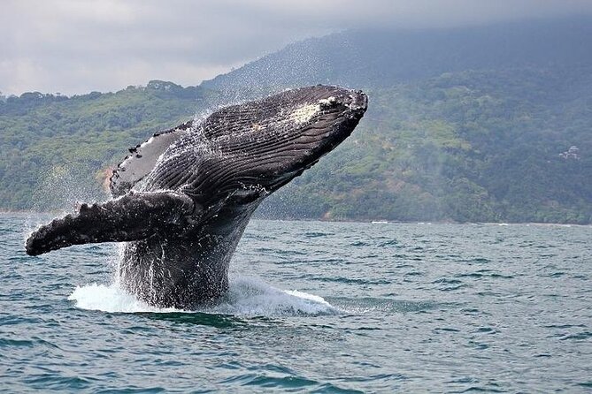 2-Hour Oahu Whale Watch from Ala Wai Harbor, Waikiki - The boat setup: upper deck for spotting, cabin for comfort