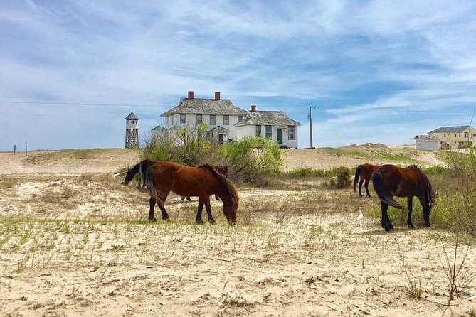 2-hour Outer Banks Wild Horse Tour by 4WD Truck - Key highlights you should care about
