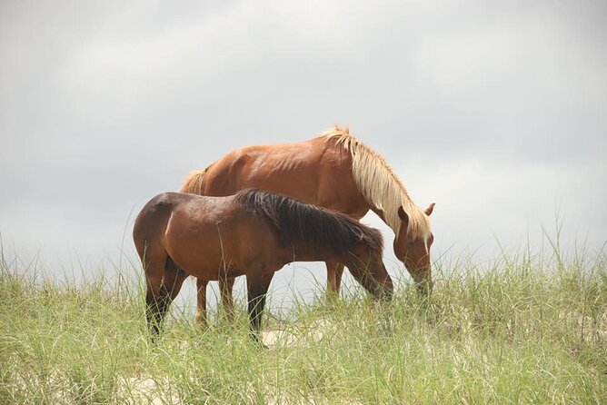 2-hour Outer Banks Wild Horse Tour by 4WD Truck - Wildlife Learning Comes With Real Horse Context at the Conservation Area