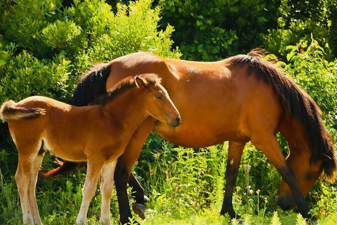 2-hour Outer Banks Wild Horse Tour by 4WD Truck - The Ride Comfort Reality Check: Wind, Bumps, and What to Wear