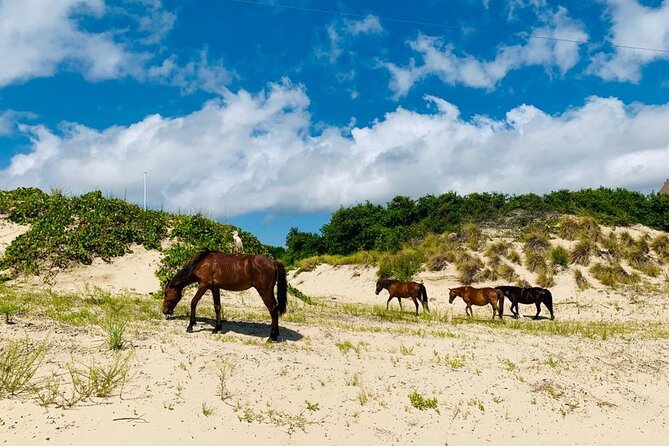 2-hour Outer Banks Wild Horse Tour by 4WD Truck - The 2-Hour Route: 4X4-Only Beach Access, Dunes, and Ocean Views