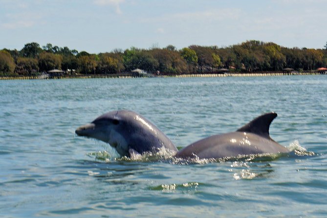 2-Hour Private Hilton Head Dolphin Watching Cruise - Wildlife Highlights You Can Plan Around (Without Overpromising)