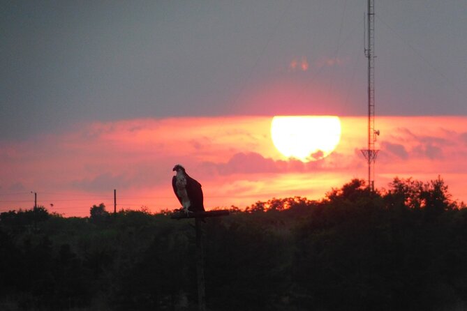 2-Hour Sunset Safari Eco Cruise on the Osprey from Cape May - Key highlights you should care about