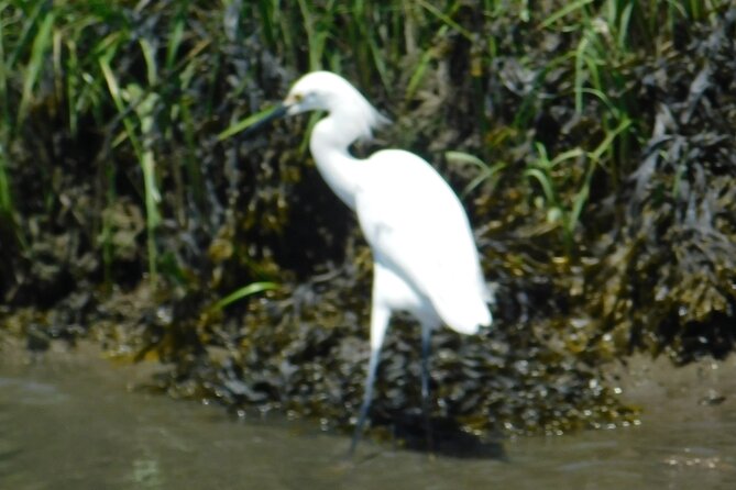 2-Hour Sunset Safari Eco Cruise on the Osprey from Cape May - Birding by boat: what to expect to see in the salt marsh