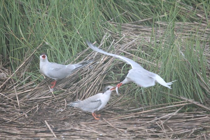 2-Hour Sunset Safari Eco Cruise on the Osprey from Cape May - Eco cruise learning: tides, marsh life, and why it matters
