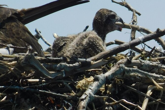 2-Hour Sunset Safari Eco Cruise on the Osprey from Cape May - Comfort tips for a good sunset safari (and avoiding common annoyances)