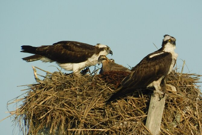 2-Hour Sunset Safari Eco Cruise on the Osprey from Cape May - Price and value: is $38 worth it for a 2-hour cruise?