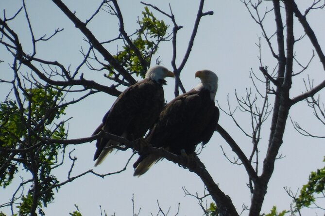 2-Hour Sunset Safari Eco Cruise on the Osprey from Cape May - The 2-hour sunset itinerary: what you do from boarding to returning