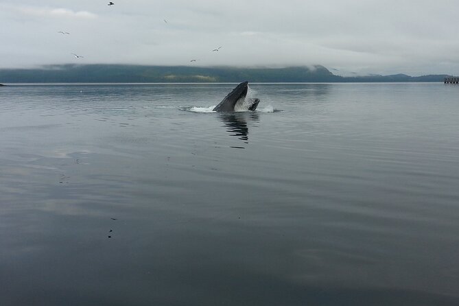 3.5 Hour Crowd-Skipping Whale Tour in Juneau, Alaska - Small-Group Juneau Whale Watching, Big Wildlife Energy