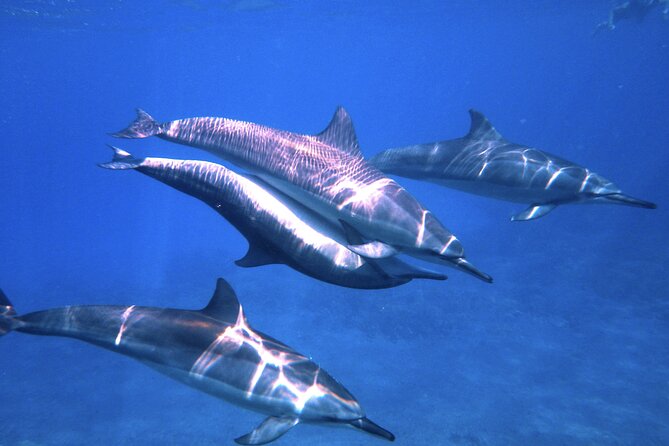3.5 Hour Kailua-Kona Ocean Kayak and Snorkel Tour - The paddle along the Kona coast: sea caves, spinner dolphins, and real ocean time