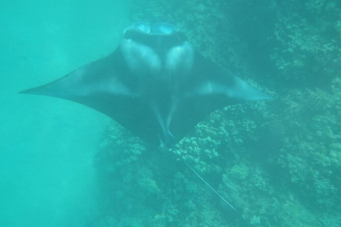 3.5 Hour Kailua-Kona Ocean Kayak and Snorkel Tour - Optional cliff jumping: choose adrenaline, not bravado