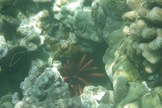 3.5 Hour Kailua-Kona Ocean Kayak and Snorkel Tour - Equipment, safety, and small-group comfort that makes the day easier