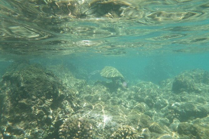 3.5 Hour Kailua-Kona Ocean Kayak and Snorkel Tour - Price value: $99 for guide-led kayaking plus two snorkeling breaks