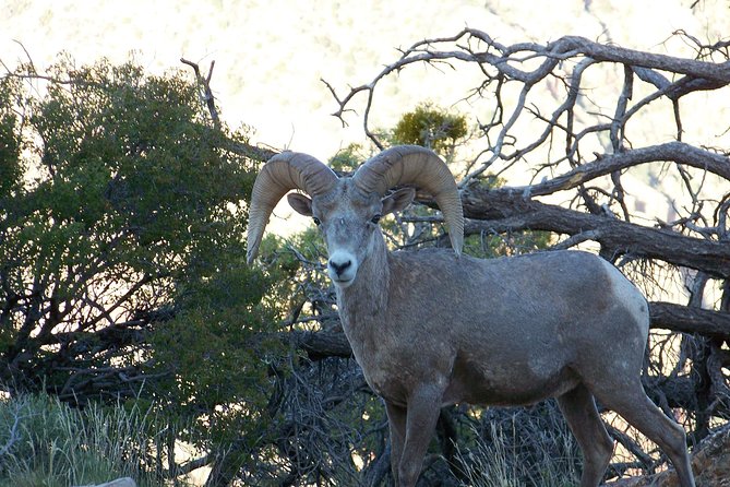 3 Hour Back-Road Safari to Grand Canyon with Entrance Gate By-Pass at 9:30 am - Bright Angel Trail: Kolb brothers story plus the hike-and-mule theater