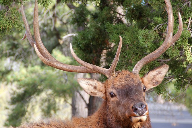 3 Hour Back-Road Safari to Grand Canyon with Entrance Gate By-Pass at 9:30 am - Hopi House and the classic South Rim buildings: where stories meet architecture