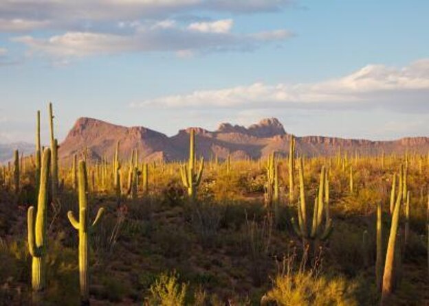 3 Hour Guided TomCar ATV Experience in Sonoran Desert - Key things you’ll notice right away