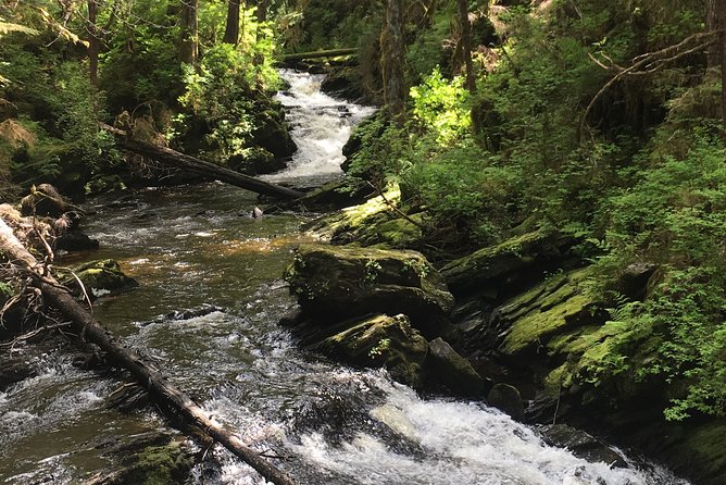 3 Hour Rainforest Walk & Totem Park Wild Wolf Tours - Rain Gear, Kids, and the Little Tips That Make the Day Smoother