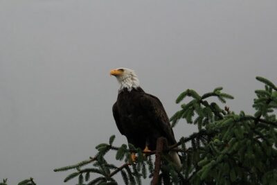 3 Hour Rainforest Walk & Totem Park Wild Wolf Tours