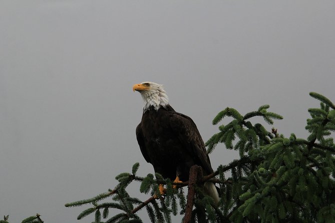 3 Hour Rainforest Walk & Totem Park Wild Wolf Tours - Settlers Cove Rainforest Walk: Mossy Trees, Creek Sounds, Waterfall Views