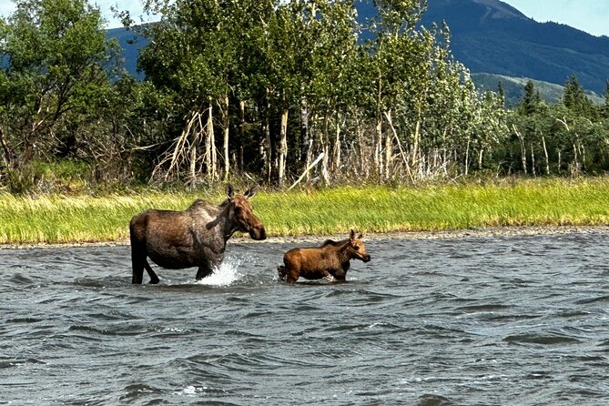 3 Hour SHERP Tour: Denali Fat Truck Tours - Key Highlights You’ll Actually Care About