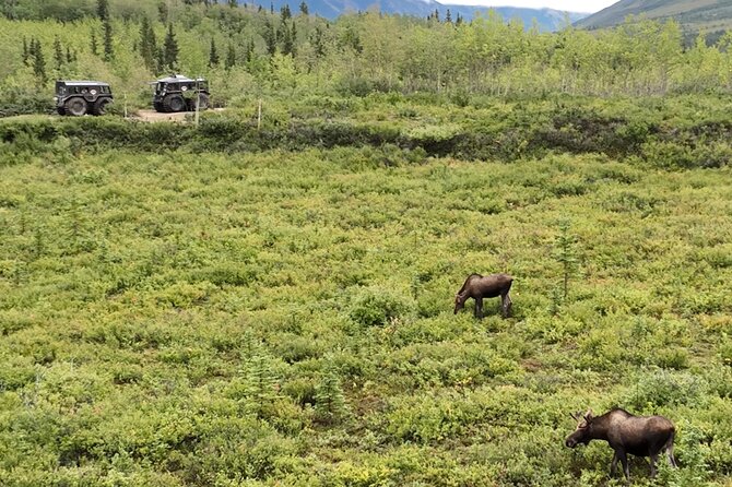3 Hour SHERP Tour: Denali Fat Truck Tours - Guides Who Make It Make Sense, From Joel to Tim