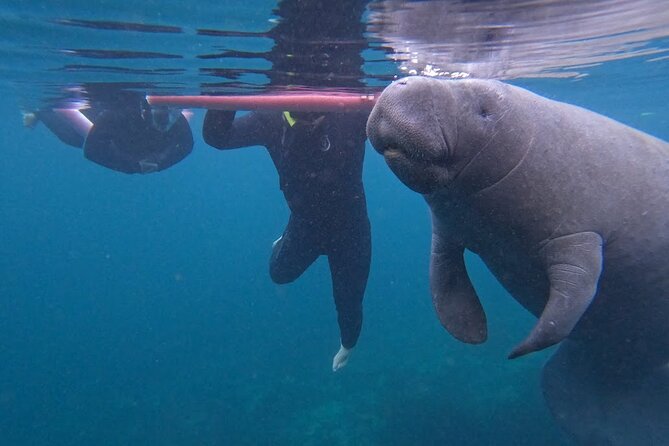 3 Hour Small Group All Inclusive Manatee Swim with free Photo pkg - Key highlights