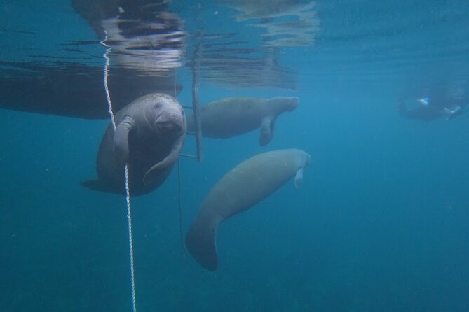 3 Hour Small Group All Inclusive Manatee Swim with free Photo pkg - The 3-Hour Flow: Petes Pier Marina to Snorkel Time in Kings Bay