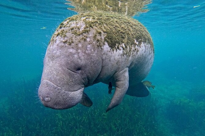 3 Hour Small Group All Inclusive Manatee Swim with free Photo pkg - Manatee Visibility Is Not Guaranteed, and That Is Part of the Truth