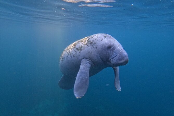 3 Hour Small Group All Inclusive Manatee Swim with free Photo pkg - Price and Logistics: What $99 Covers (and What You Still Need)