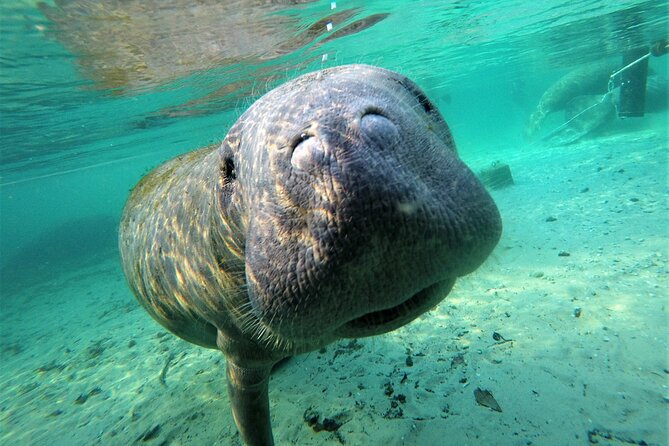 3 hours Manatee Swim Tour in Florida - Key things I’d clock before you book