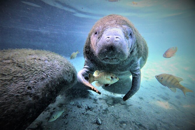3 hours Manatee Swim Tour in Florida - Crystal River manatees, staged for real animal respect