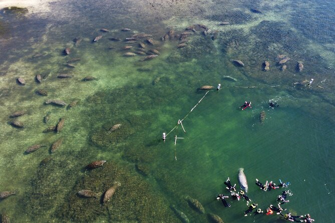 3 hours Manatee Swim Tour in Florida - Comfort tips you’ll thank yourself for later