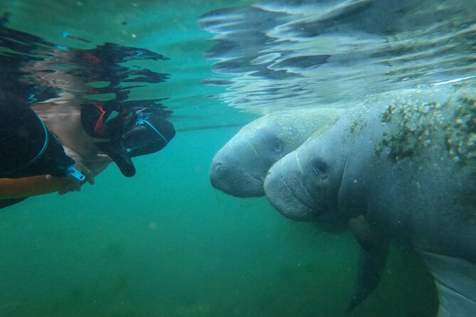 3 hours Manatee Swim Tour in Florida - Price and value: is $74.99 a fair deal?