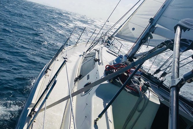 4-Hour Fort Lauderdale Sailing Charter - Dolphins, manatees, turtles, and porpoises: what to expect realistically