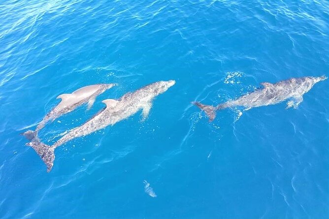4-Hour Fort Lauderdale Sailing Charter - What to bring: food plan, drinks, and sun protection