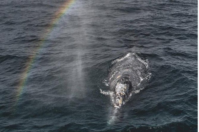 4 Hour Whale Watching Tour From Monterey - Key things to know before you go