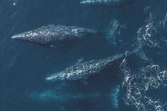 4 Hour Whale Watching Tour From Monterey - Meeting at Fisherman’s Wharf: the timing that matters