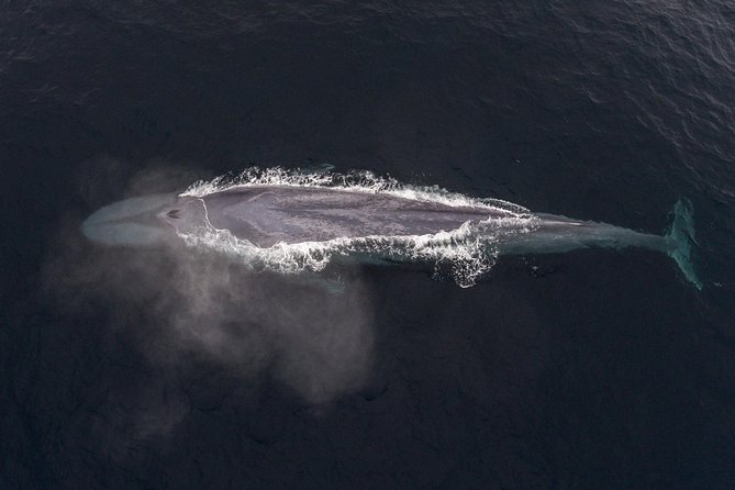 4 Hour Whale Watching Tour From Monterey - Beyond whales: dolphins, sea lions, and birds that steal the show