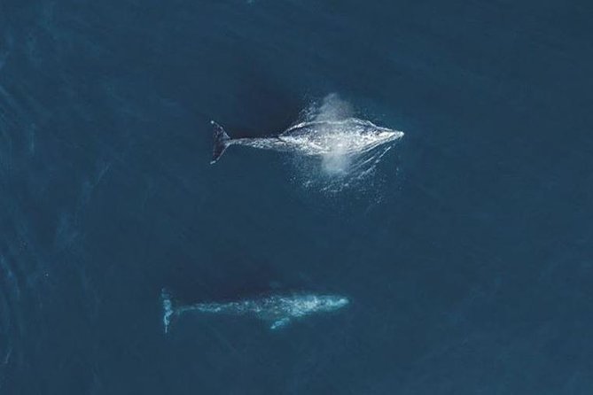 4 Hour Whale Watching Tour From Monterey - The true value of an $85 whale watching cruise