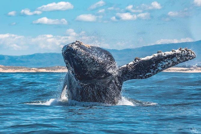 4 Hour Whale Watching Tour From Monterey - Boat size, closeness, and hearing the guide: quick reality check