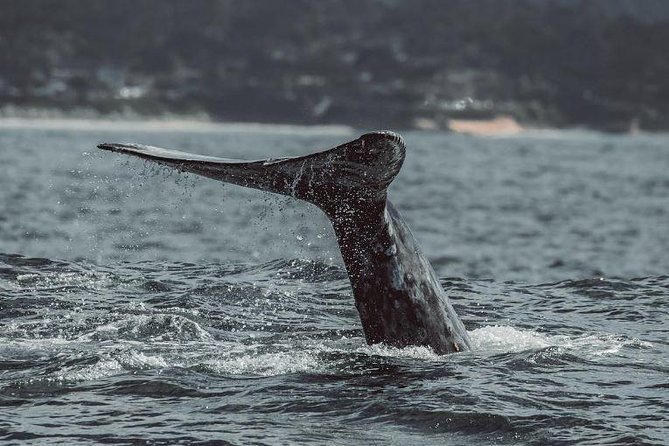 4 Hour Whale Watching Tour From Monterey - On the water with a marine naturalist: how the narration works